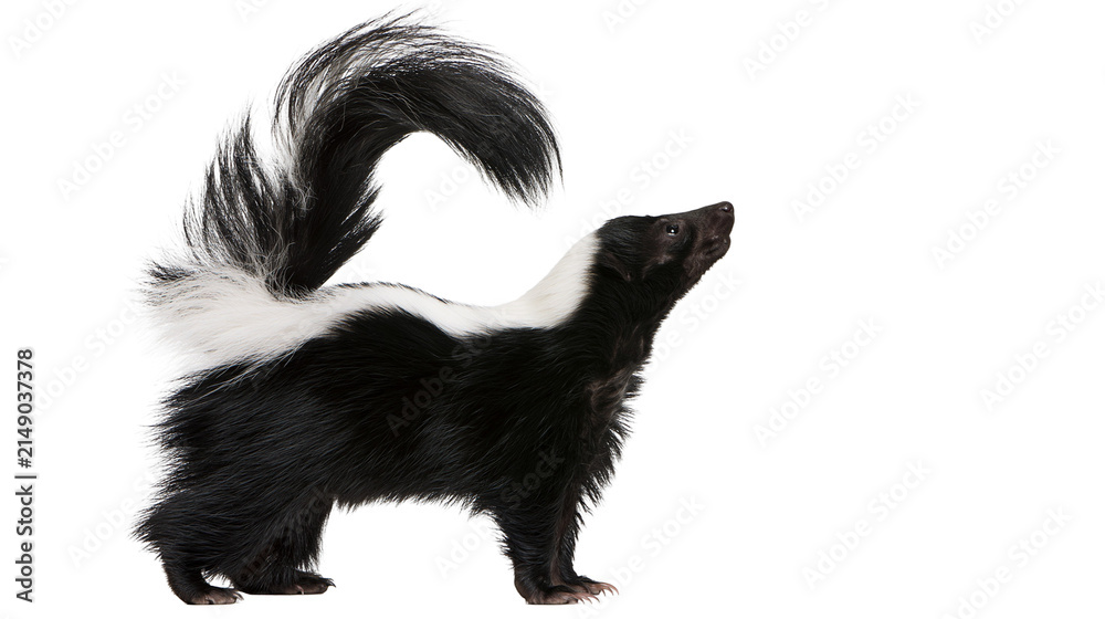 Photography Poster Black and white skunk with bushy tail raised