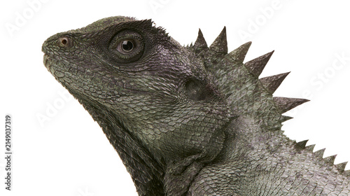 Photography Spiky green lizard head profile with detailed scales