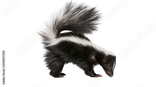 Fotografía Striped skunk with bushy tail on white