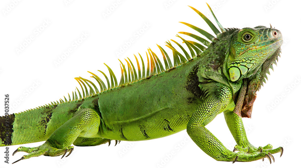 Fototapeta premium Green iguana with spiky crest and yellow tipped spines