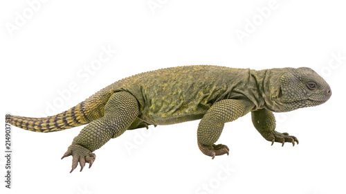 Canvas Print Uromastyx lizard with textured scales and banded tail