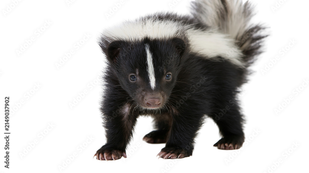 Fototapeta premium Baby skunk with black and white fur standing