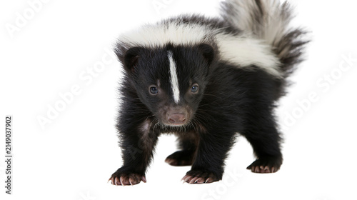 Картината върху платно Baby skunk with black and white fur standing