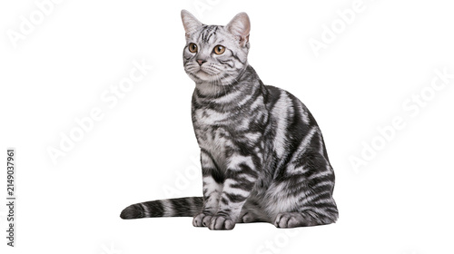 Canvastavla Silver tabby cat sitting with striped fur and yellow eyes