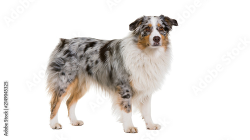 Bild auf Leinwand Merle Australian Shepherd dog standing profile view