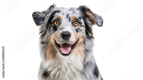 Obraz na plátne Happy Australian Shepherd dog with blue merle coat and orange eyes