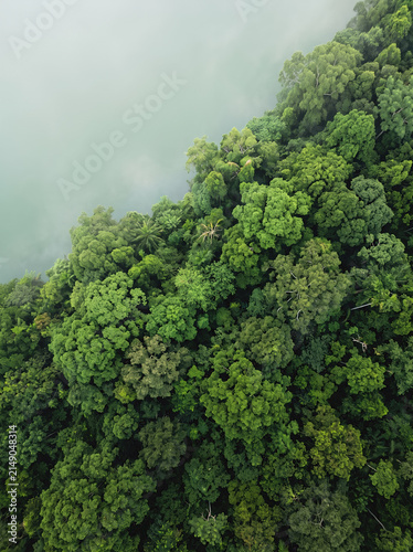 Aerial View of Dense Tropical Jungle Canopy with Mist