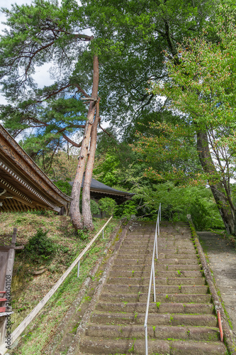 馬頭院の境内に続く石段と松の木/Stone Stairs and Pine Tree Leading to the Precincts of Batoin Temple