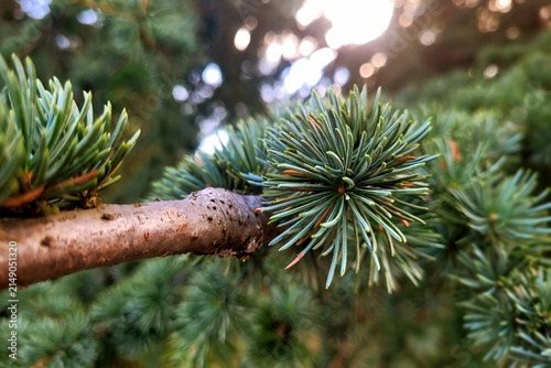 Close up of pine tree