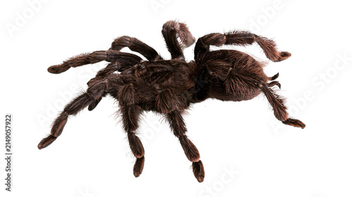Принти на полотні Hairy brown tarantula spider with eight legs spread out