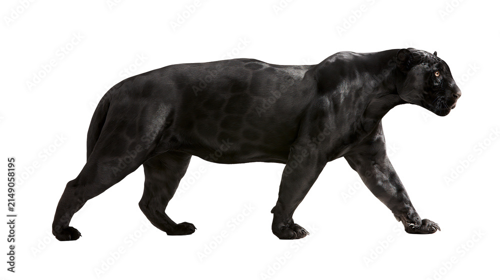 Obraz premium Black panther walking with muscular body and spotted fur
