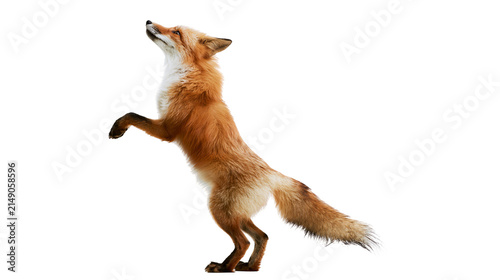 Red fox standing on hind legs looking up
