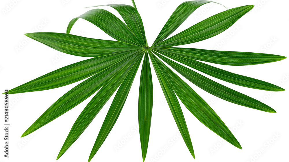 Fototapeta premium Green palm leaf fan shape with visible veins