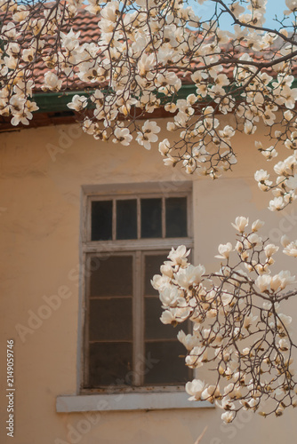 Fotografie Magnolia branches framing an old wooden window and tiled roof, Longjiang Road, Q