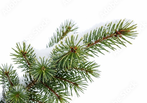 Winter's Kissed Evergreen
