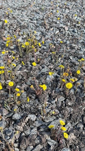 Yellow mother and stepmother flowers on rubble, sunny construction site closeup showing tiny blooms pushing through gravel and dry
