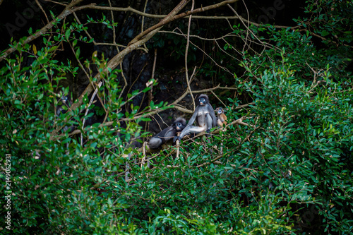 Photography Dusky leaf monkey family resting in green forest