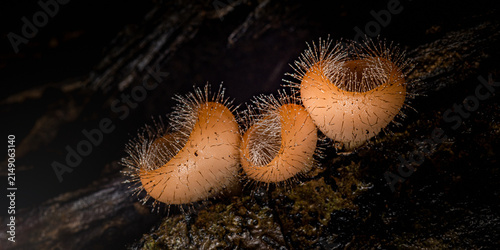 Eyelash fungi growing on decaying wood in dark forest