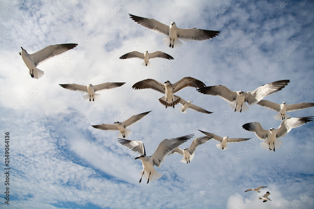 Obraz premium Laughing Gull. Seagull sitting outdoor. Laughing seagull at the sea. Seagull near water. Sea gull bird. Fauna and nature. Seagull bird observing the water. Sea gull with beak and feather. Ocean gull