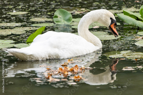 Obraz na płótnie Schwan im Wasser