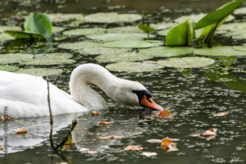 Fotografie Schwan im Wasser