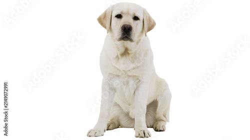 Bild auf Leinwand Cream Labrador Retriever dog sitting attentively