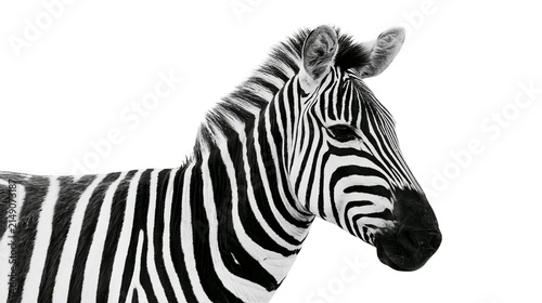 Foto Zebra head and shoulder black and white stripes