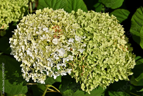 Beautiful white and green hydrangea flower