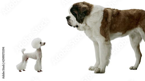 Foto St Bernard dog looking down at a small white poodle