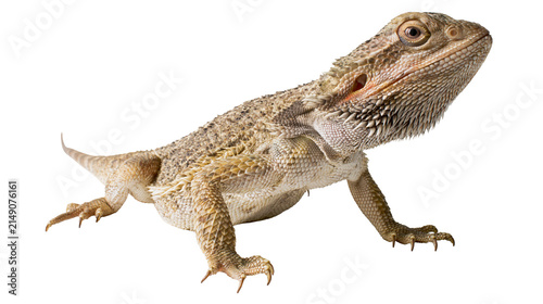 Photography Bearded dragon reptile with spiky scales and textured skin