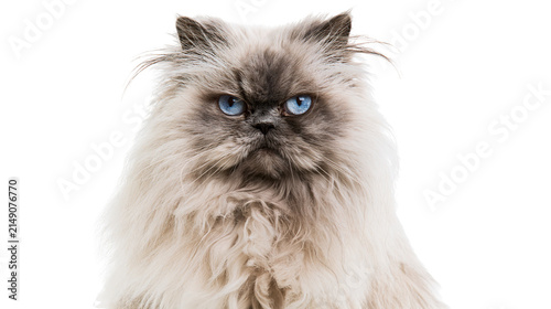 Foto Fluffy Himalayan cat with bright blue eyes looking forward