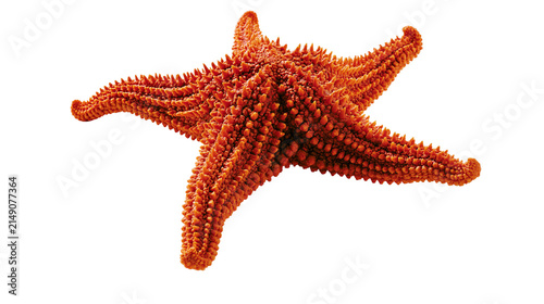 Orange starfish with spiny texture