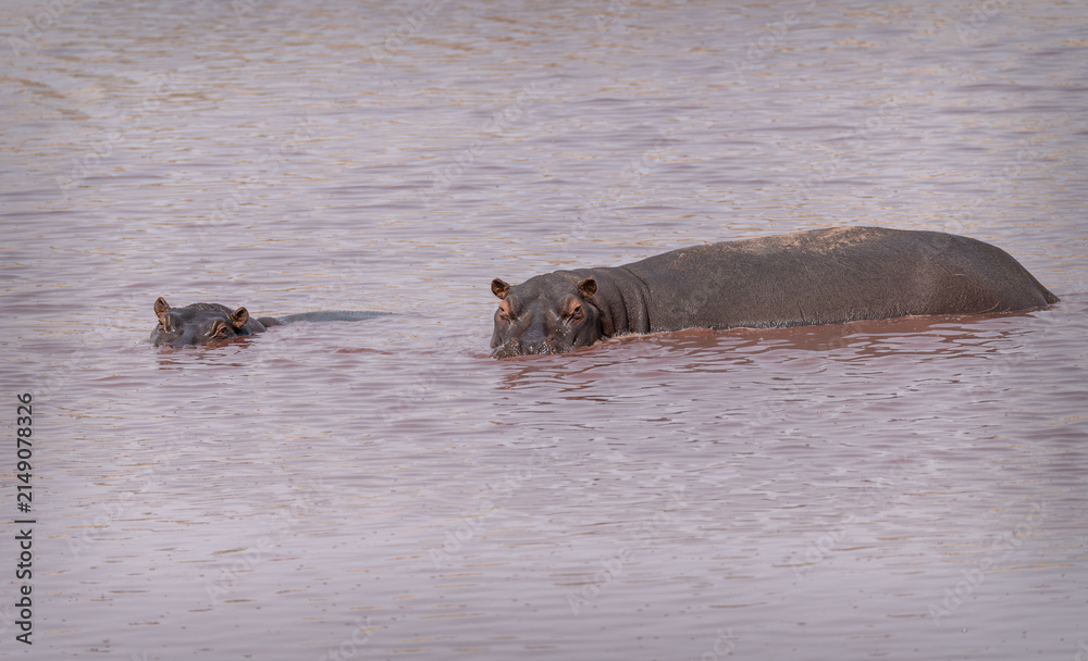 Fototapeta premium Hippopotamus in the Zambezi river, Namibia, Africa