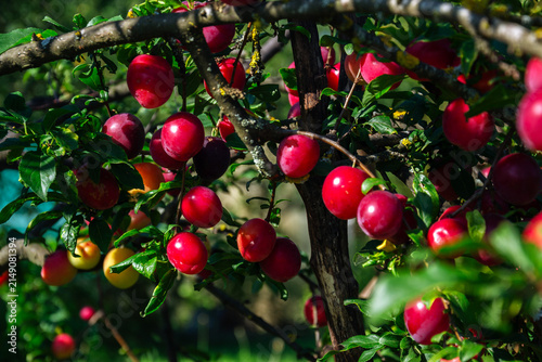 Foto Ripe red plums hanging from a tree branch in the summer sun