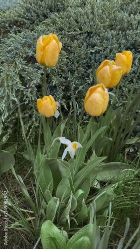 Yellow tulips in front garden on spring day, juniper hedge forms green backdrop, clusters of daffodils and leafy stems, morning