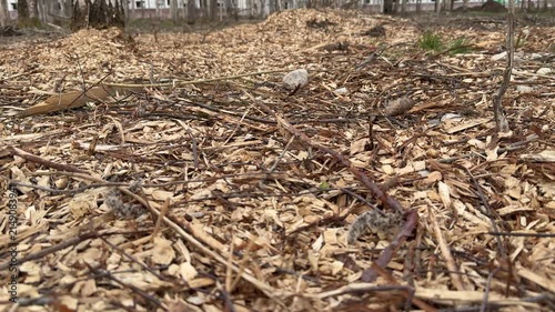 Birch grove mulch bed park spring, cinematic closeup of scattered bark chips and dried leaves with solitary birch branch