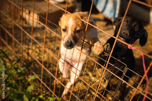 Photography Stray puppy standing at wire fence with another dog behind at temporary outdoor