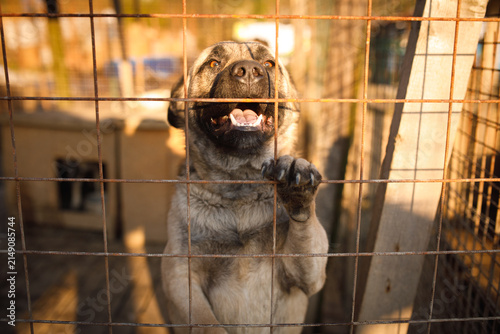 Close up of stray dog barking with mouth open at wire fence at temporary outdoor shelter