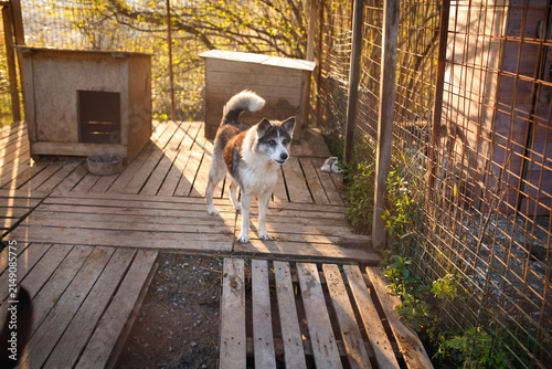 Blind stray dog standing on wooden platform at temporary outdoor shelter