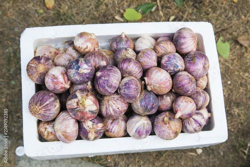 Foto Fresh Purple Skin Garlic Bulbs in White Container - Premium Quality Organic Prod