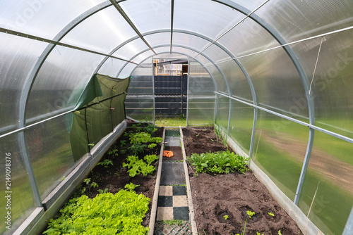 Cuadro en lienzo Inside view of an arched polycarbonate greenhouse with beds of young greens and