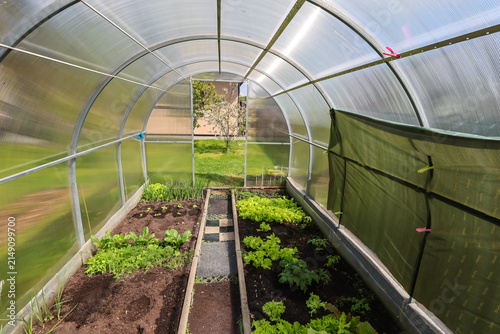 Obraz na plátne Inside view of an arched polycarbonate greenhouse with beds of young greens and