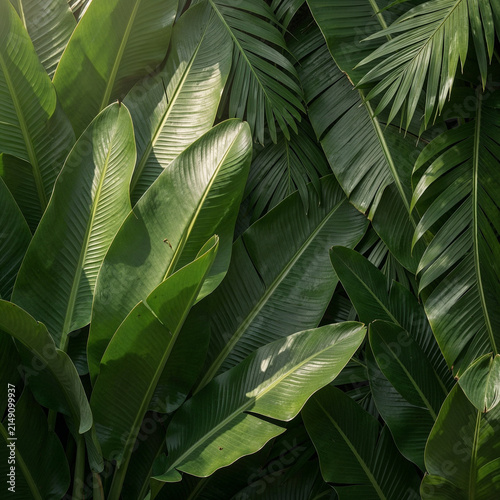 Elegant tropical foliage wall featuring layered banana leaves with natural sunlight highlights, minimal luxury botanical style, rich green palette, highly detailed leaf veins, ultra-realistic, premium