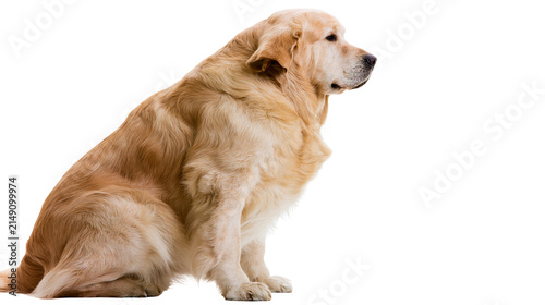 Bild auf Leinwand Golden Retriever dog sitting profile view