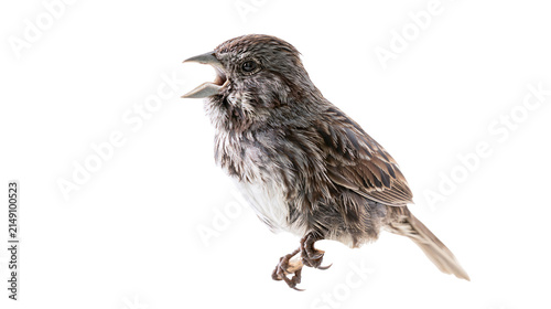 Quadro su tela Small brown bird with open beak detailed feathers, sharp claws