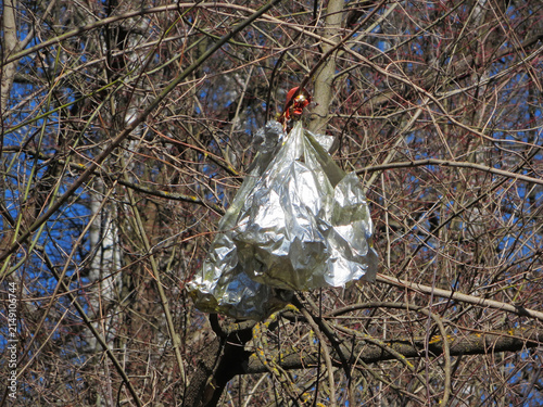 Environmental pollution by polyethylene. A sky lantern hangs from a tree branch