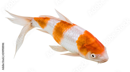 Orange and white Koi fish swimming