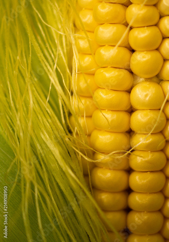 Close-up of a ripe head of corn in the leaves on a bed. Macro photography.