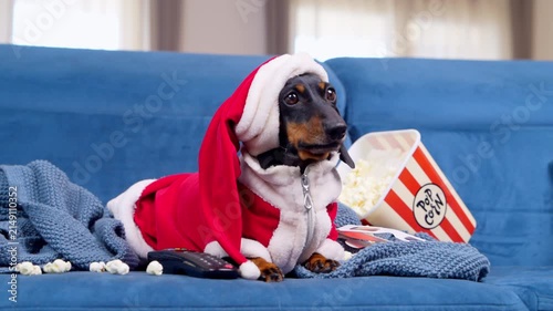 A black and tan dachshund dog dressed in a red Santa outfit and hood lies on a blue sofa beside a striped popcorn box and a remote control, a festive holiday movie night at home.