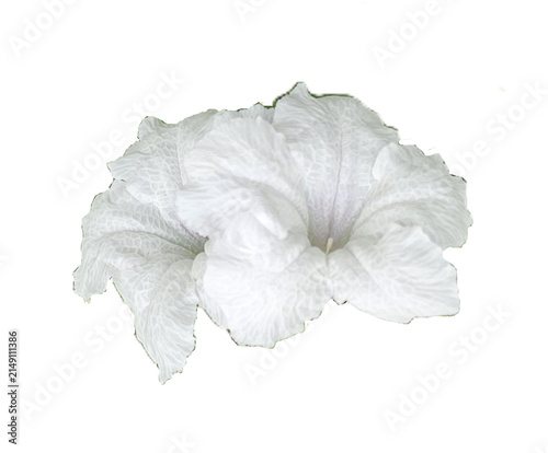 Isolated two white ivy gourd flowers with delicate petals on a white background for botanical design and floral photography concepts.